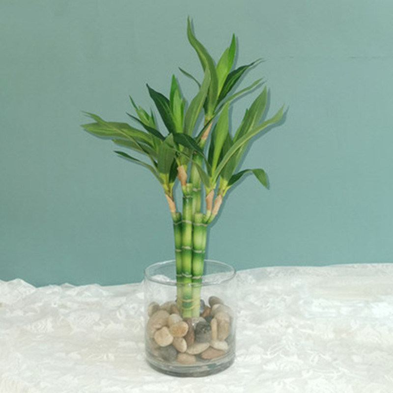 Aquarium Plant - Tanaman Bambu Keberuntungan Buatan Baru 40cm,