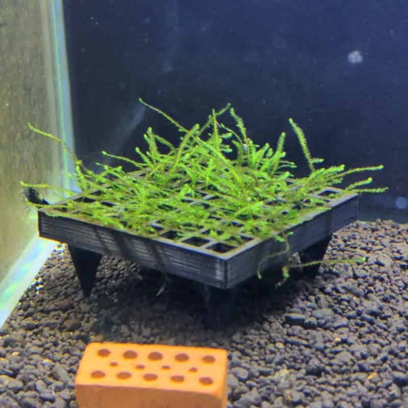Aquarium Plant Echinodorus - Keranjang Penahan Lumut Akuarium, Keranjang Penumbuh