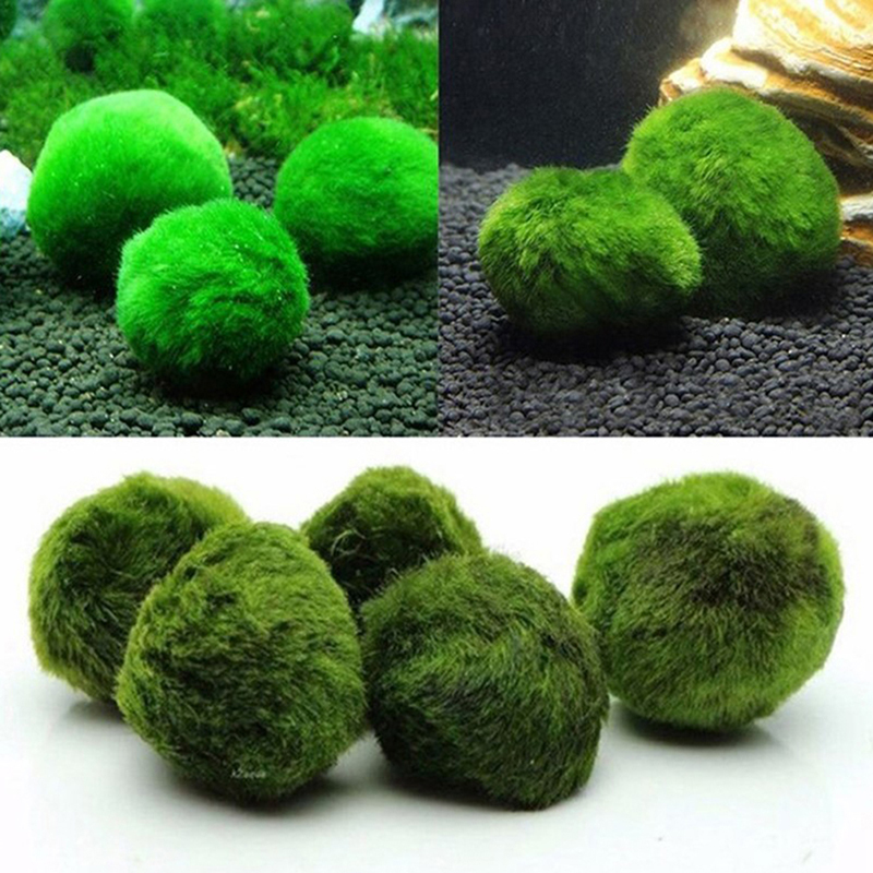 Aquarium Plant Echinodorus - Bola Lumut Marimo 3-4cm, Tanaman Akuarium