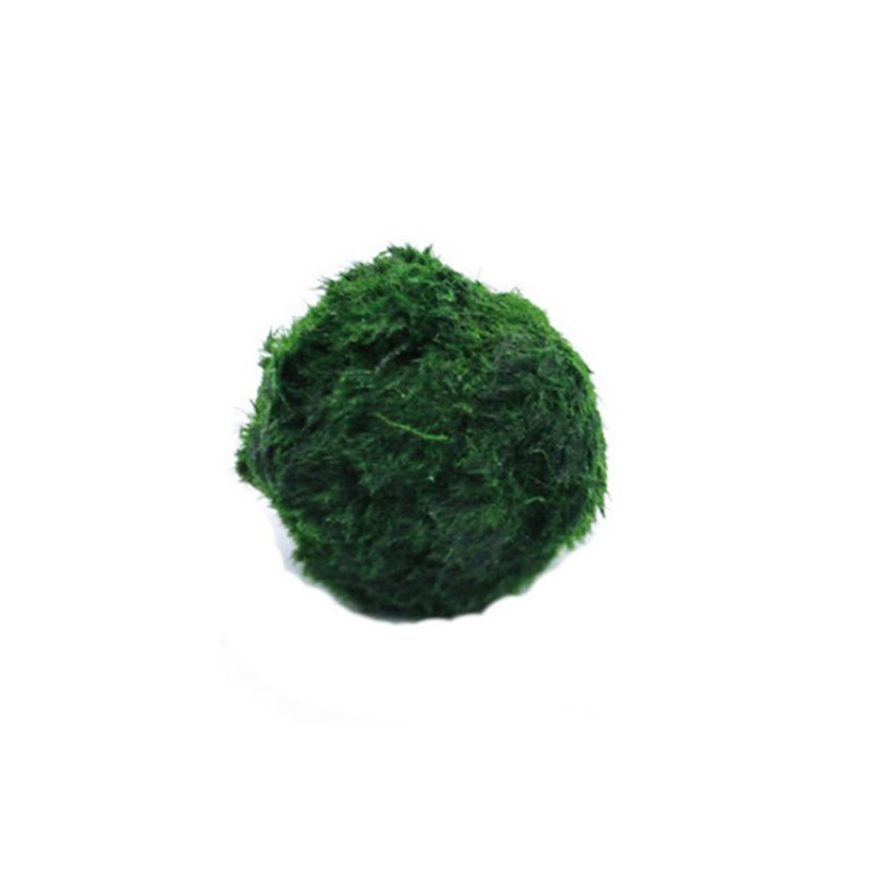 Aquarium Plant Echinodorus - Bola Lumut Marimo Tanaman Akuarium Hidup