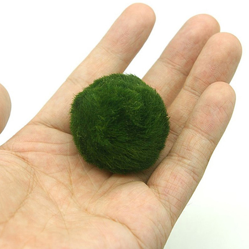 Aquarium Plant Echinodorus - Bola Lumut Marimo 3-4cm, Tanaman Akuarium