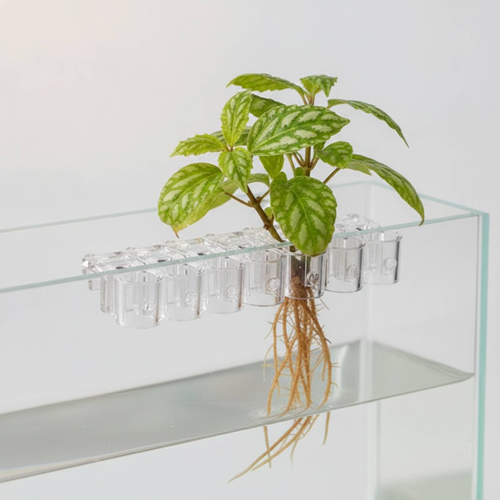 6 Buah Penjepit Penyangga Hidr - Aquarium Plant ulasan dan harga