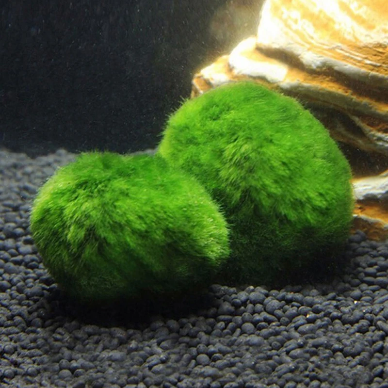 1 Buah Bola Lumut 3-4cm Tanama - Aquarium Plant Echinodorus ulasan dan harga
