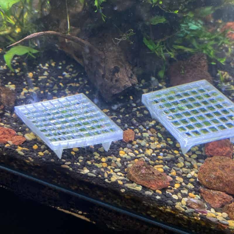 Keranjang Penahan Lumut Akuari - Aquarium Plant Echinodorus ulasan dan harga