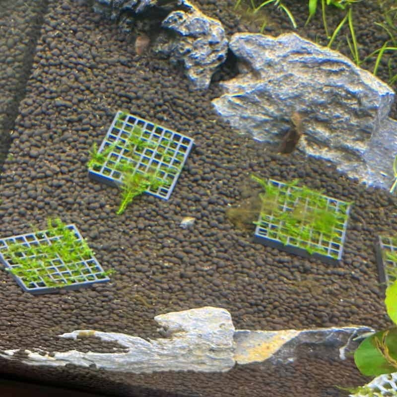 Keranjang Penahan Lumut Akuari - Aquarium Plant Echinodorus ulasan dan harga