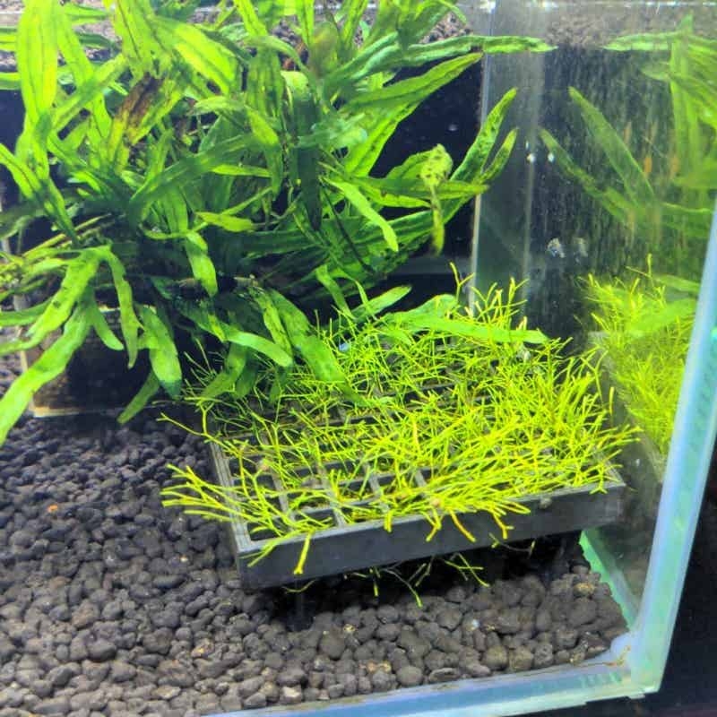 Keranjang Penahan Lumut Akuari - Aquarium Plant Echinodorus ulasan dan harga