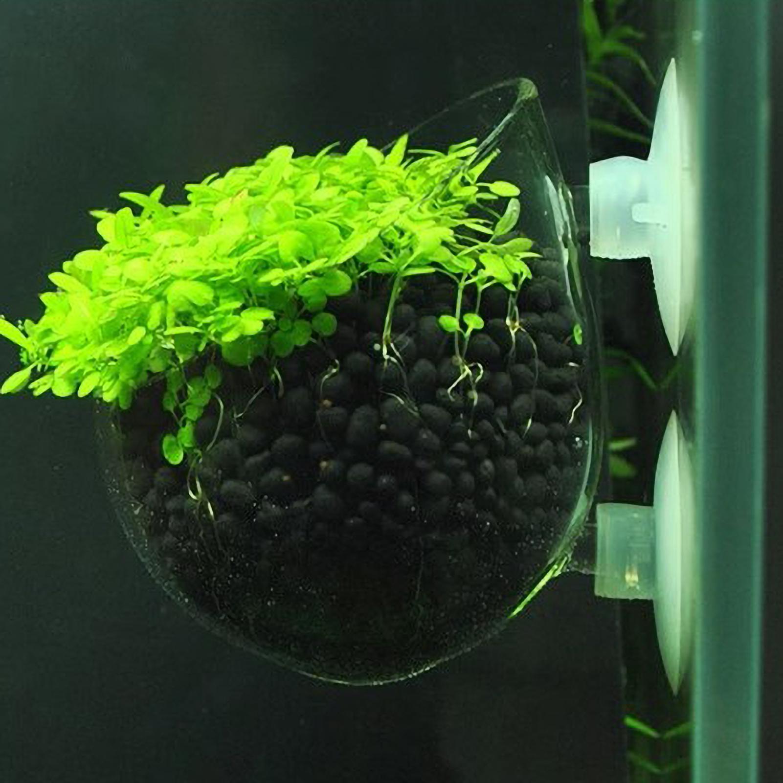 Pot Tanaman Kaca Akuarium deng - Aquarium Plant Vine ulasan dan harga