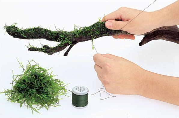 Dekorasi Kayu Apung Akuarium y - Aquarium Plant Echinodorus ulasan dan harga