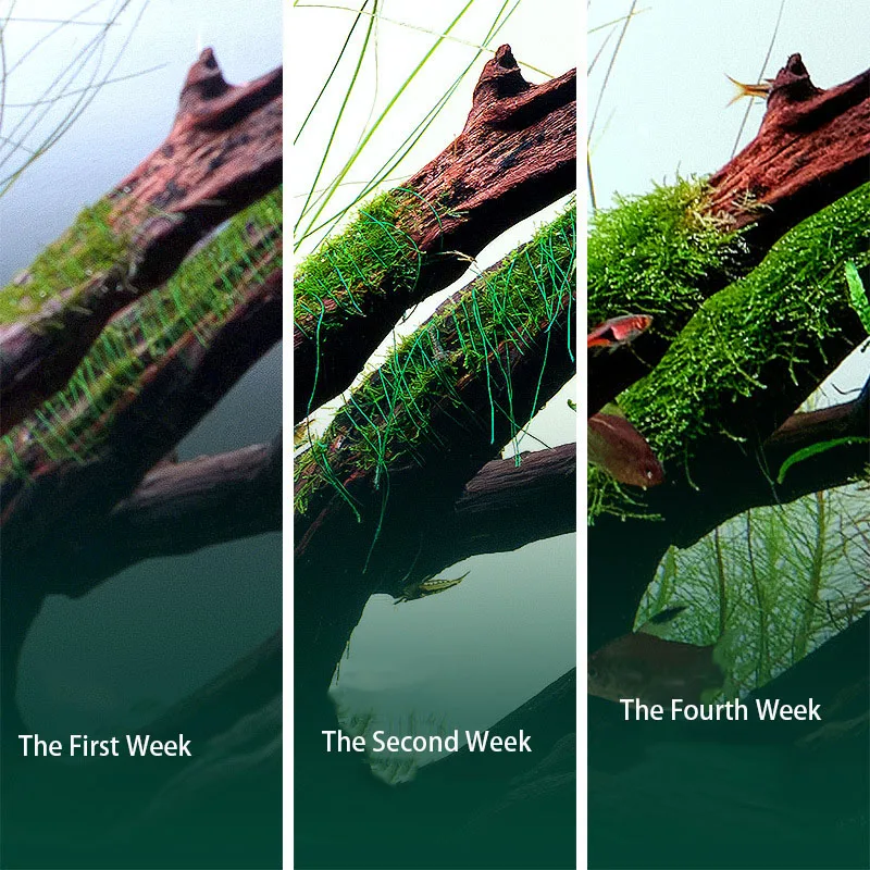 Dekorasi Kayu Apung Akuarium y - Aquarium Plant Echinodorus ulasan dan harga
