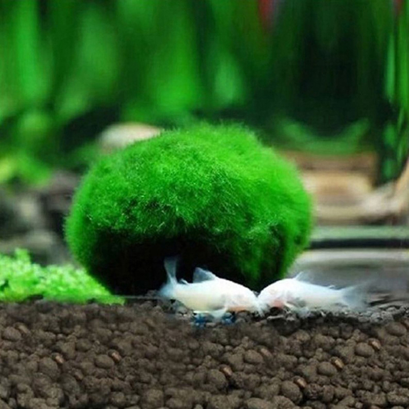 Bola Lumut Marimo 3-4cm, Tanam - Aquarium Plant Echinodorus ulasan dan harga