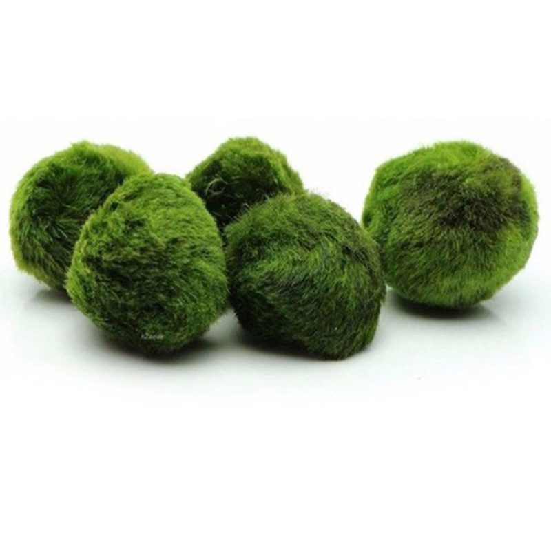 Bola Lumut Marimo 3-4cm, Tanam - Aquarium Plant Echinodorus ulasan dan harga