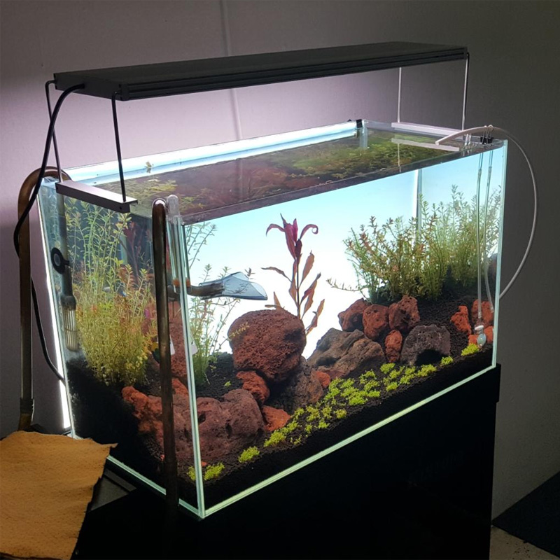 Lampu akuarium LED putih terla - Planted Aquarium Best Fish ulasan dan harga