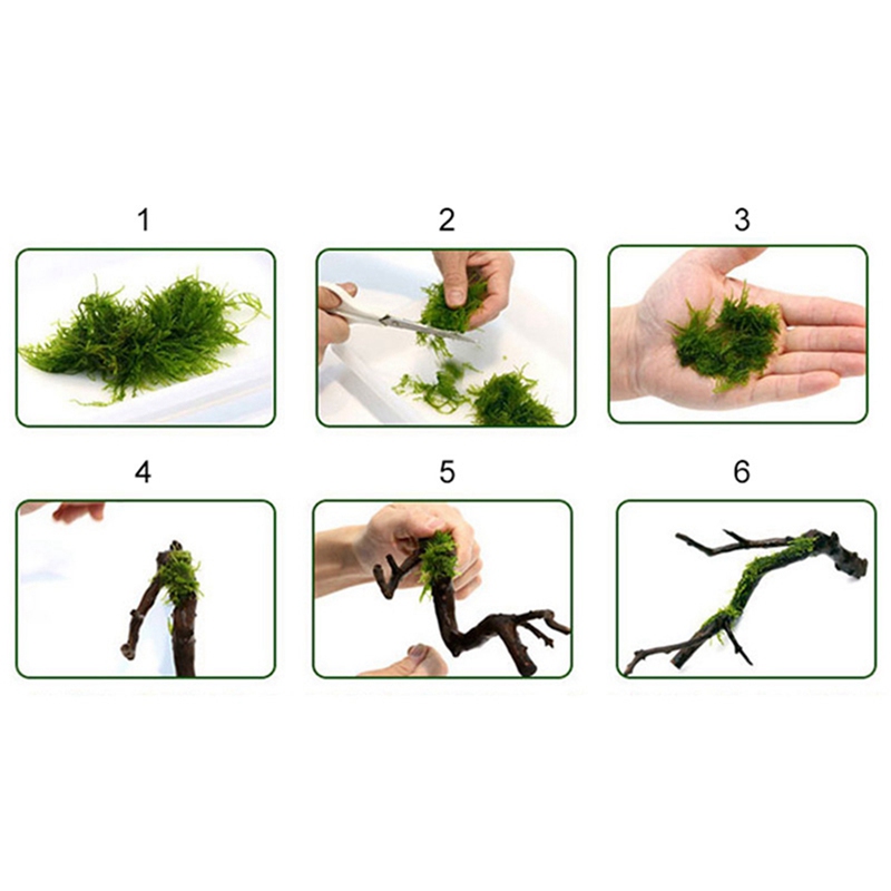 Garis Pengikat Lumut DIY 120M, - Aquarium Plant Echinodorus ulasan dan harga