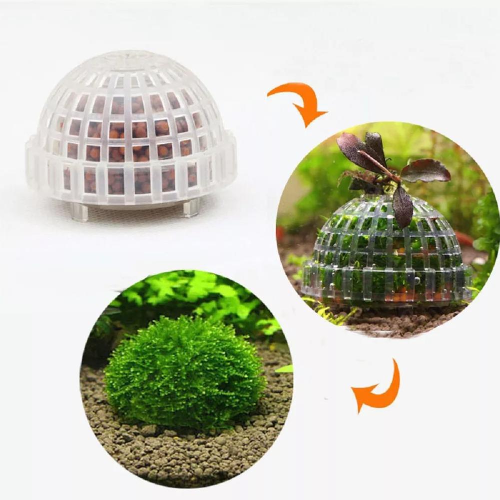 1 Buah Perlengkapan Hewan Peli - Aquarium Plant Echinodorus ulasan dan harga