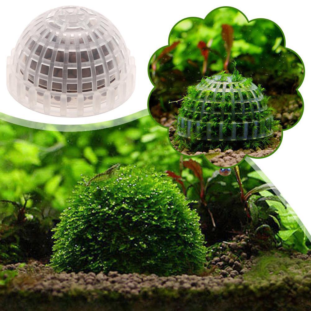 1 Buah Perlengkapan Hewan Peli - Aquarium Plant Echinodorus ulasan dan harga