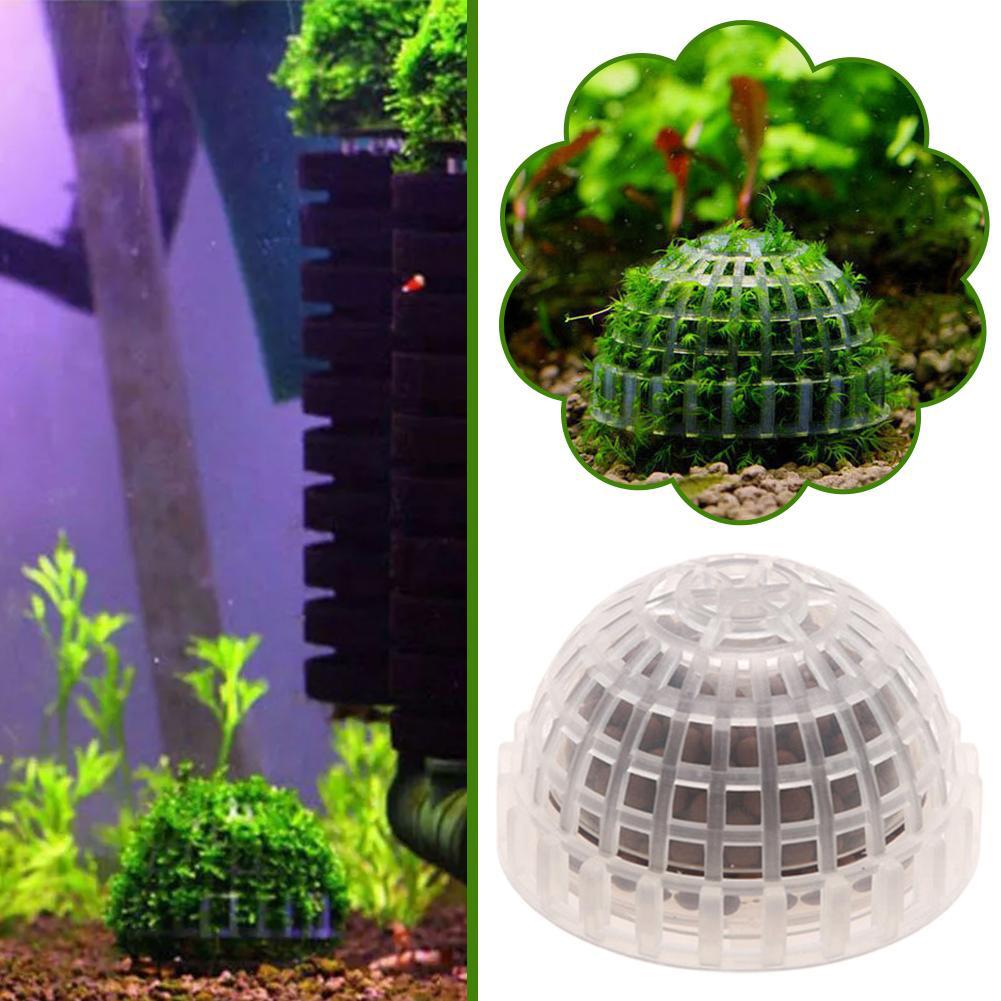 1 Buah Perlengkapan Hewan Peli - Aquarium Plant Echinodorus ulasan dan harga